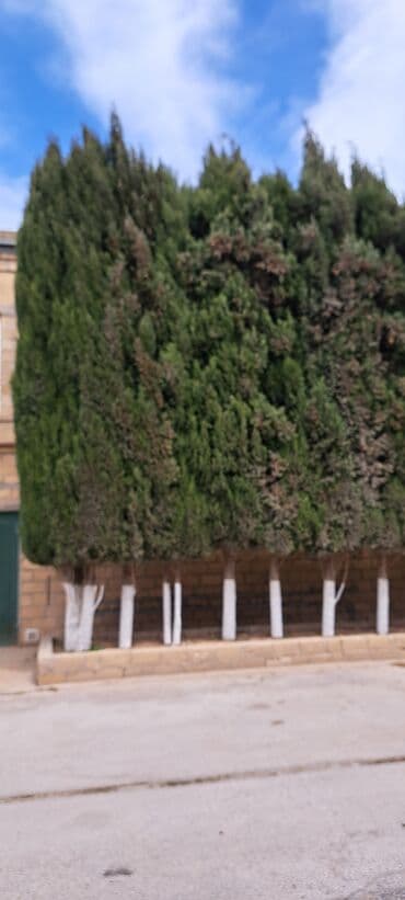 Lincoln: Sərv ağacları satılır . Həmişəyaşıldır . Mərdəkanda evimin — 4