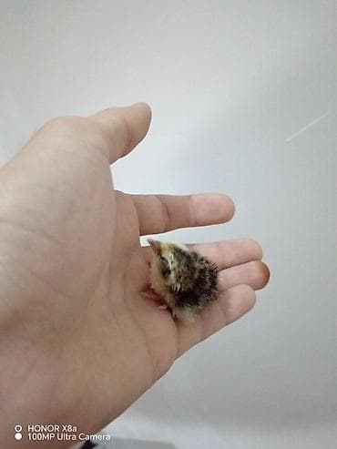 kreditle it satisi: Bıldırcın cücələri əlaqə yalniz whatsapp - Növ: Bıldırcın (yeni — 2