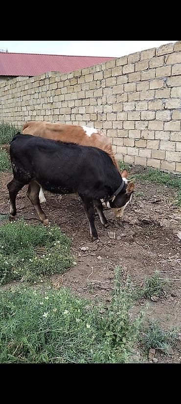 Məhsul: 2 baş cavan mal-qara (dana) Təsvir: - Şəkillərdə 2 baş dana