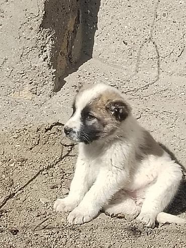 ucuz quzular: Qurdbasar, 1 ay — 3