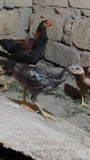 oh shamo: Toyuq cücələri, Damazlıq, Ünvandan götürmə — 4