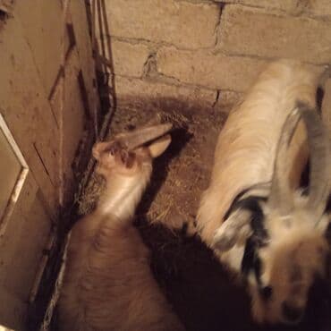 çəpiş satışı: Məhsul: Ev təsərrüfatı üçün keçilər - Şəkillərdə iki baş keçi — 2