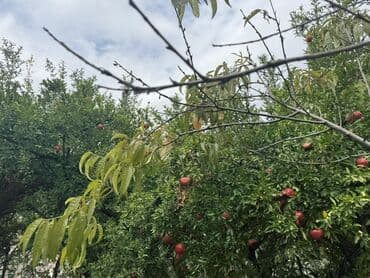 divar kağızları: Məhsul: Meyvə bağı Təsvir: - Şəkillərdə müxtəlif meyvə ağacları olan — 1