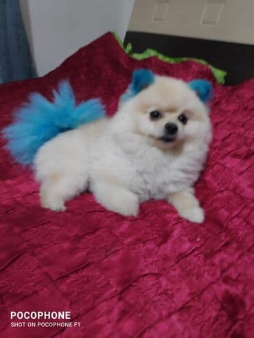 pomerian şpits: Шпиц, 1 год, Самец, Для вязки — 2