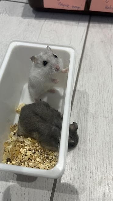 3 aylıq Hamster üçün tam dəst qəfəs və aksesuarlar Məhsulun tərkibi — 5