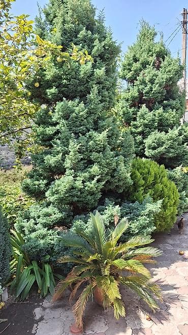 polad ağacı: Həmişəyaşıl bəzək iynəyarpaqlılar – bağ və həyətyanı sahə üçün - — 9