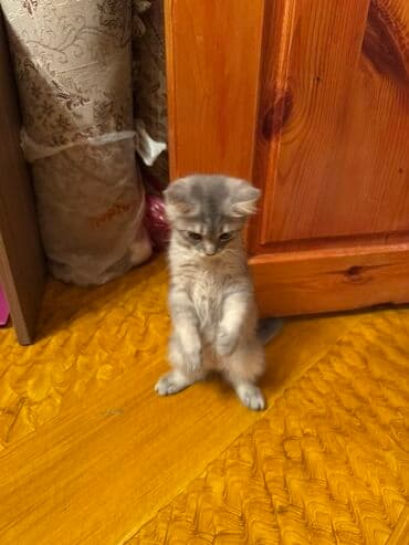 немецкий дог: Самец, В добрые руки, Платная доставка, Доставка в районы, Самовывоз — 3