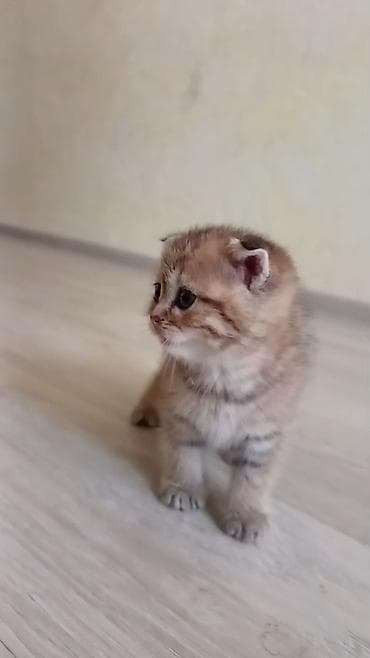 pişik pişik: Şotland yastı qulaq — 6