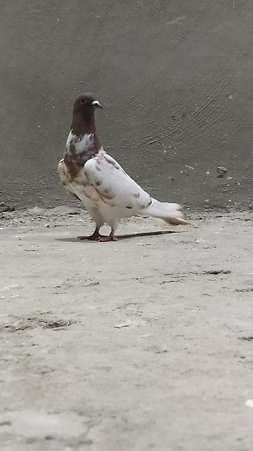 Qirmizi baş tutulmadi yarım havadan yuxarıdan gəlib qizin erkəydi