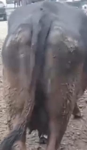 Dana, buzov: 220 kilo eti.olar — 3