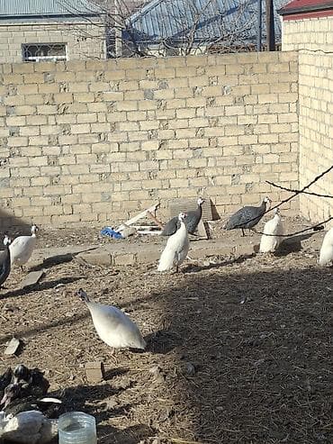 Keçilər, çəpişlər: Məhsul: Hind toyuqları (Qvineya quşları) – müxtəlif rənglər Təsvir: - — 1