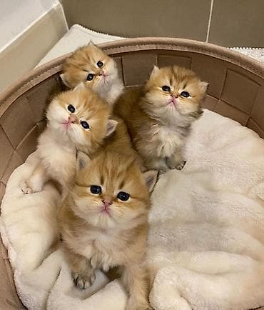 Britan, Dişi, Erkək