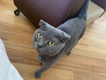 pişik cütleşdirmek: Şotland yastı qulaq, Erkək, Cütləşmə üçün — 3