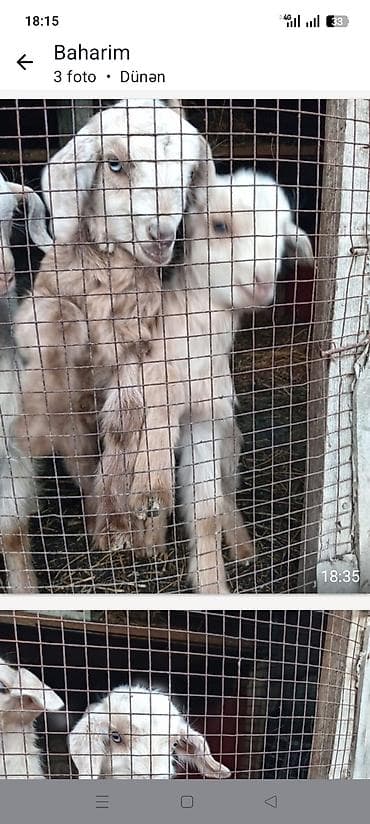 kişi keçə şap şapları: Çəpiş iki eded bir aylıq südlə baxiliq cins kecinin balasidi.unvn — 5