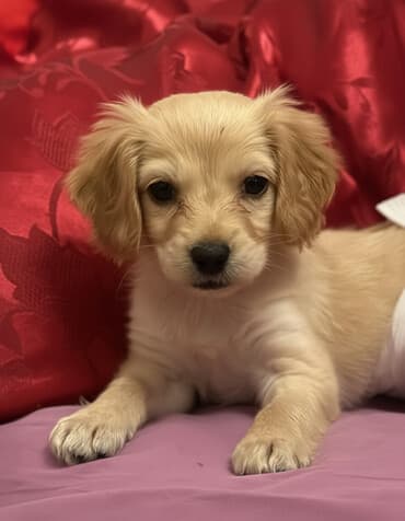 собаку в хорошие руки: Лабрадор-ретривер, 3 месяца, Самка, Самовывоз — 1