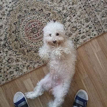 карликовый пудель цена: Пудель — 4