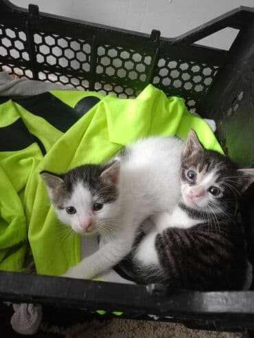 pişik qabı: Erkək, Yaxşı əllərə, Pulsuz çatdırılma — 9