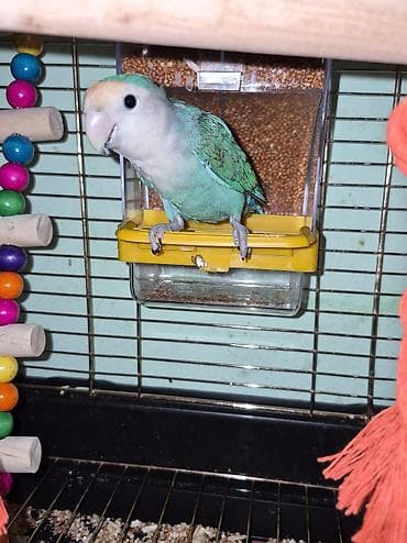 ev quş: Tür: Sevgi quşu (Lovebird) Rəng: Açıq mavi–türkuaz gövdə, ağ-krem baş — 3