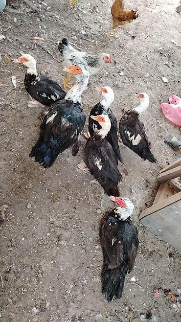 tovuz qusu satilir: Salam 9 denə lal ördeydi 3 erkəydi 6 sı dişidi qiyməti hamsını alana — 1