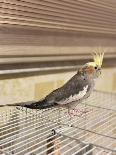 pulsuz verilir: 1 yashinda erkek Karella Tam saglamdi Qefesi ve yem qabi ile — 4