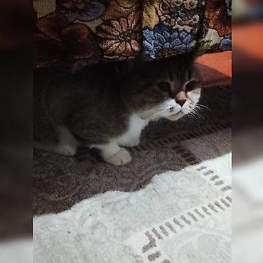 oglan pisik adları: Tabbi, Erkək, Yaxşı əllərə, Ünvandan götürmə — 4