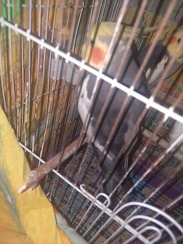 tutu kuşu: Yaxşı qyşlardi mahnı oxuyurlar hazır erkeklerdi cüt halındada vere — 3