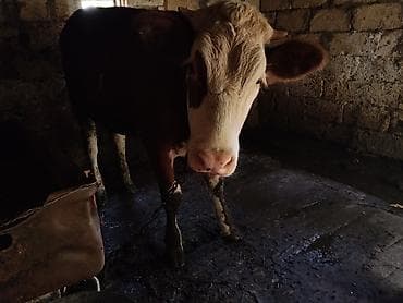 limuzin inek: Satılır: Simmental düyə 1yas 3ayliqdi — 2