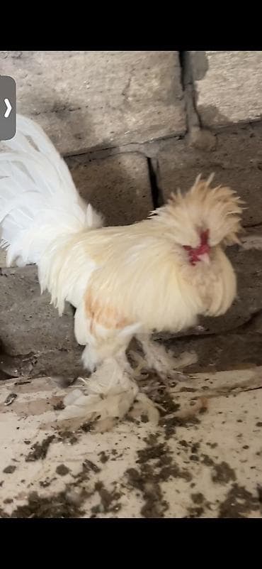 Toyuq, Yumurtalıq, Ünvandan götürmə, Ödənişli çatdırılma
