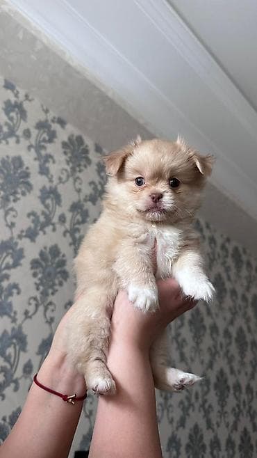 ıtler: Pekines, 2 ay, Dişi — 2