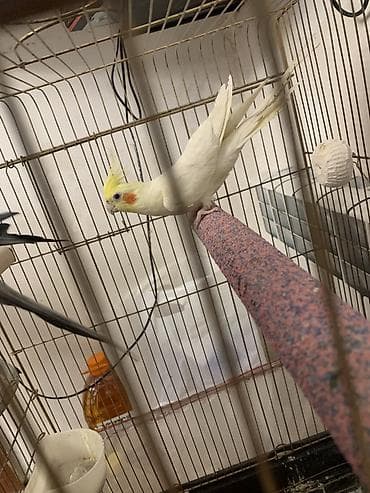 Heyvanlar üçün mallar: Korella lutilla. 7 ayliqdi.Iki Uç soz deyir. Erkeydi. Oynayan quwdur — 4