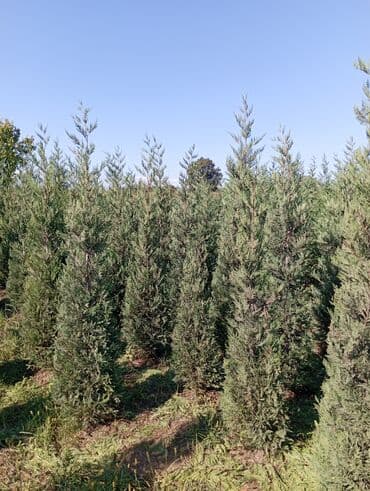 Her növ ağaclar ve dekarativ ağaclar çox ucuz ve qarantili gubresiz lalafo.az -da Her növ ağaclar ve dekarativ ağaclar çox ucuz ve qarantili gubresiz