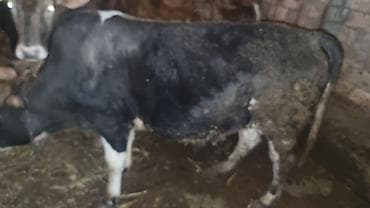 Salam Goranboy rayonunda 5 ədəd bordag erkək dana satilir . Danalara 5