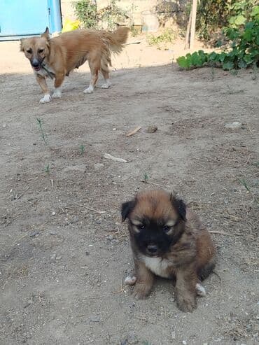 böyüməyə itlər: 1 ay, Dişi — 1