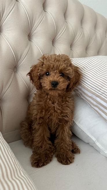 heyvanlar: Pudel, 1 ay, Erkek — 4