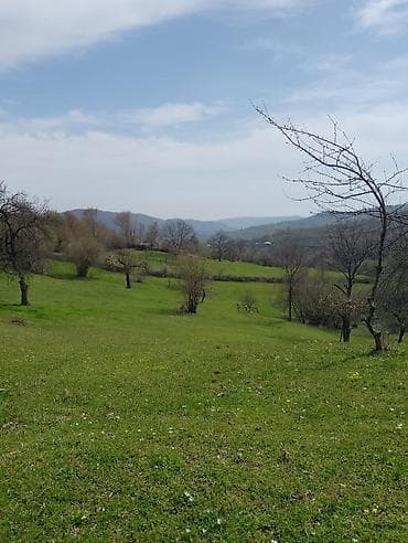 Kənd təsərrüfatı