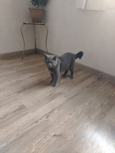 pişik cütləşdirmək: Şotland, Erkək, Cütləşmə üçün, Ünvandan götürmə — 1