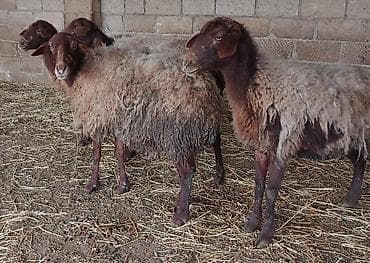 4 dənə boğaz qoyunlar satılır qıp qırmzı sağlam heyvanlardı yelin
