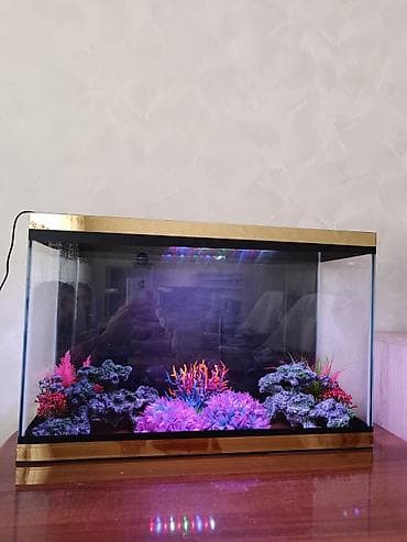 Balıqlar: Ölçü 70×46×25. 80 litir 6 lıq Radaj lı şüşədi yenidi iadifadə — 4