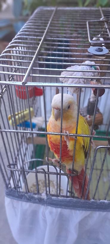 quş yuvasi: Suncheek (Yellow-sided) Conure – qəfəslə birlikdə 5aylıq — 2