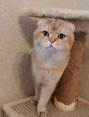 itler balaca: Qızıl şinşilla, Erkək — 3