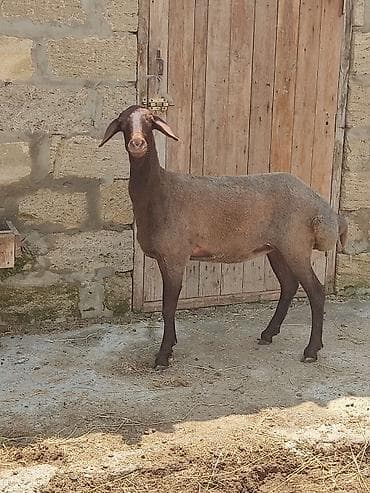 dog argentina: Dişi, Qala, il: 1 — 7