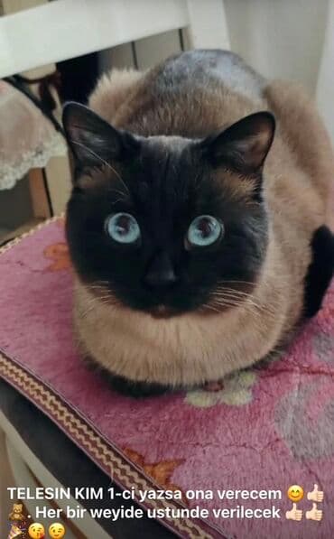 ən gözəl it adları: Сиамская, Самец — 2