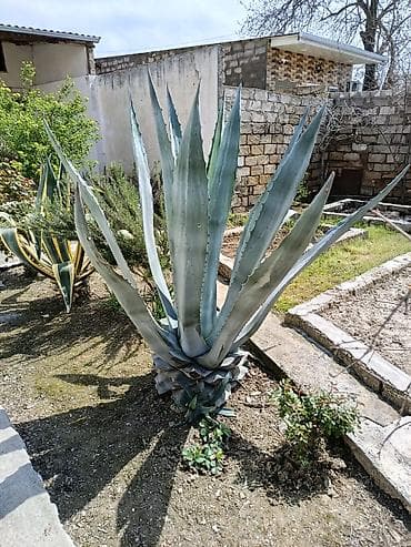 mal dili kaktus: Aqava (Agave americana) – iri dekorativ sukulent - Növ: Agave — 1