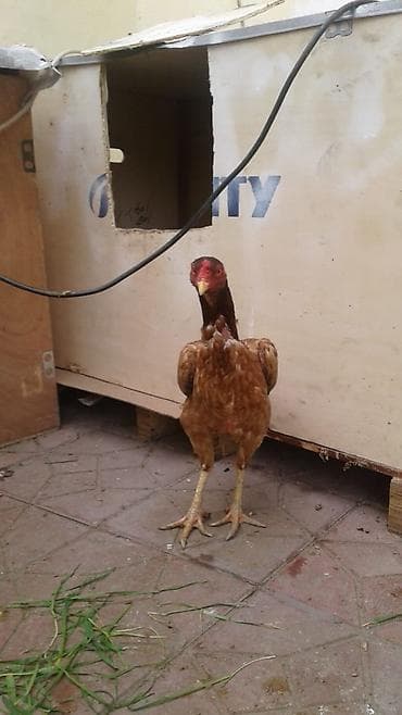 xoruz otu: Toyuq, Damazlıq — 3