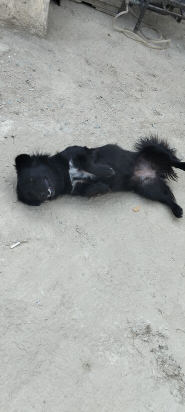 zvanok itlerin satisi: 11 ay, Dişi — 1