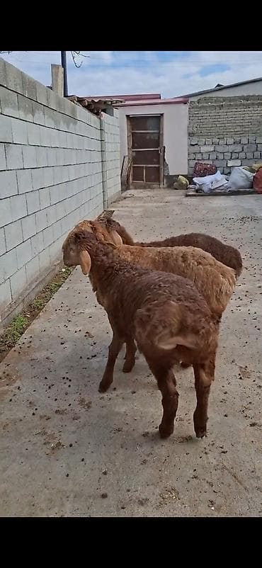 Gəmiricilər: Qoyunlar – 3 baş, ətlik/südlük yerli cins - Rəng: açıq-sarı və tünd — 3