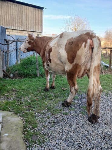 pomeranian spitz satisi: Cins heyvandı. qarnında 6 aylıq balası var . yaxşı süd verir — 1