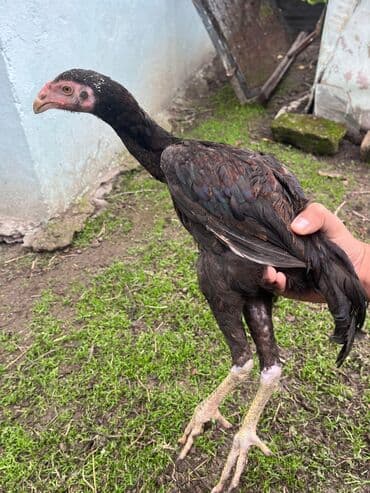 cins inekler: Курица, Для разведения — 3