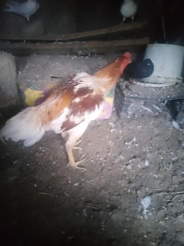 6 aylıqdı 7 gedir isdiysen şexisye yazsın başqa şekilerin de atım qanı — 3