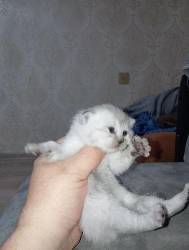 eşək şəkili: Şotland, Dişi, Ödənişli çatdırılma — 10